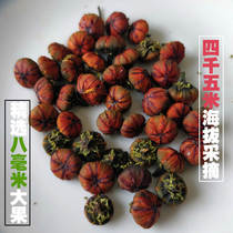 Xinjiang Kunlun snow chrysanthemum specialty blood chrysanthemum Kunlun Mountain wild Kunlun Snow chrysanthemum tea wild chrysanthemum