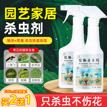 Insecticide Flowers Plant Indoor Flowers and plants Versatile Multimeat Moon Season Gecko Shell Bugs Small Black Fly Home Insect Removal Insect