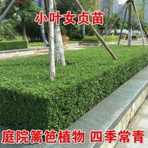Small leaf female chaste bonsai small leaf female virginity ~ Four Seasons female virginity saplings not deciduous and green Miao wood fence