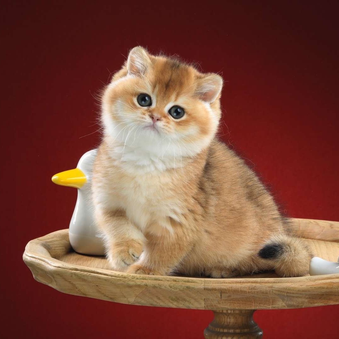 Gold gradient silver gradient net red cat British short-haired cat purebred pet cat live cub kitten gold point silver point