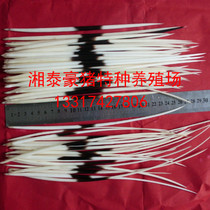 Natural PORCUPINE thorn medium rough type Ideal material for making various handicrafts Length 20-30CM