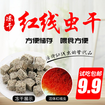 Lyophilized water earthworm red line worm Red silk worm dried peacock lamp fish Colorful goldfish Fengnian shrimp Lyophilized feed
