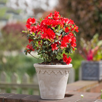 Anku rhododendron imported potted Hong Yue garden courtyard multi-season flowering plant evergreen rhododendron