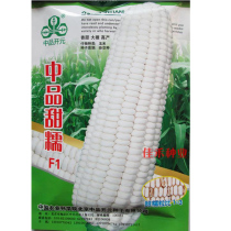Chinese Sweet glutinous corn seeds White fresh food clay corn seeds sweet sticky glutinous spring summer sown vegetable seeds