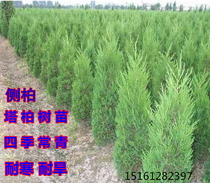 Tarpai Songbai sapwood Miao graveyard side Bertembone Tree Miao 4 Ji Qingbao Tsung Longlong Park Cypress Trees Seedlings Qingming Sapling Saplings