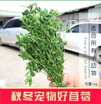 2021 alfalfa hair weight 1kg rabbit grass grain Dragon cat food grass Dutch pig Hay two optional