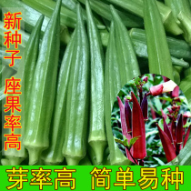 Fruit Okra Seed high yield okra seed field green okra seed heat-resistant spring Four Seasons vegetable seed