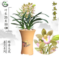 Orchid Orchid Orchid Orchid Creek Orchid Four Seasons Orchid Orchid Flower Plant Green Plant