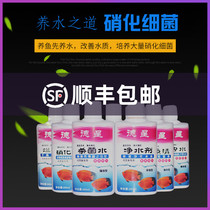 Dixing Nitrification Bacterial Potion White Point Disease Fish Tank Sterilizing Water Koi Ornamental Fish Medicine Aquatic Medicine Prevention
