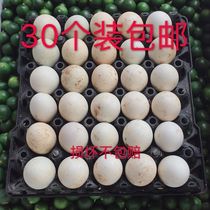 Guangxi Qu Tou Mao Duck Egg Live Beads 30 Long-term Various Snack Sauce Damaged Not Responsible