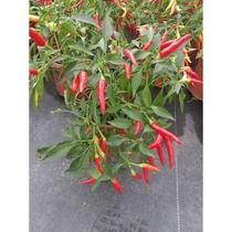 Pepper small potted plant edible millet pepper morning pepper balcony green planting pepper tree seedlings bloom and bear fruit in all seasons