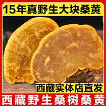 (More than 15 years)Tibet wild mulberry mulberry yellow Nyingchi Ganoderma lucidum Autonomous Region specialty strains 500g
