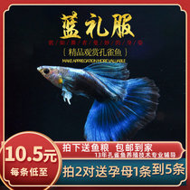 Fish Age] Blue Gown Taiwan Pure Breed Boutique Tropical Ice Blue Peacock Fish Ornamental Fish Small Fetus Living Body