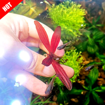Import ADA Mini Rose Crown rare red water grass fish tank View foreground Grass water leaf