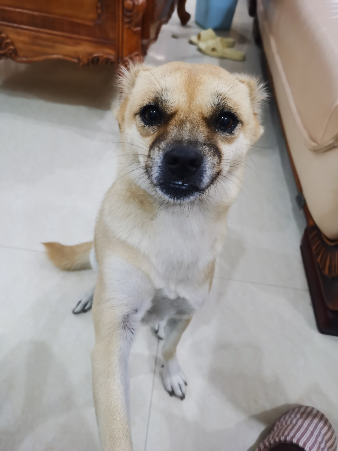 真心分享比乐狗粮犬主粮优缺点如何?真实经历爆料诉说