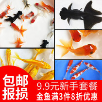 Goldfish live ornamental fish Koi fry Freshwater cold water fish Purebred Gold koi fish Novice fish Lion head Tiger head