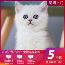 Silver Gradually Layer Pet Cat Kitten Cat Live Pure Blood Silver Gradually Silver Point British Shorthair Cat Gradually Layer Cat