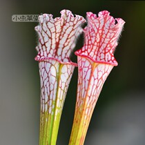 White bottle grass small Cordyceps grass carnivorous plant potted seed cannibal flower large-scale landscaping exotic grass eating fly Mosquitoes