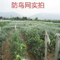 Nylon Mesh Fine Eye Agricultural Farmland Fencing Protection Nets Vines Bird-Proof Nets Breeding Nets Outdoor Melon Ground Protection Climbing Vines Net