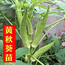 Red okra seedling Green beans long bean seedling Fruit cucumber seedling Loofah bitter melon seedling Watermelon Buddhas hand melon seedling potted plant