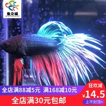 Douyu Betta live color Lion King live lion color Betta live Betta live Betta live Betta live ecological bottle