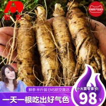 (Recommended by Lier)Aodong fresh ginseng 250g half a catty fresh ginseng Northeast Changbai Mountain Ginseng fresh ginseng