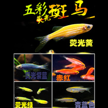 Zebrafish Small fish Freshwater Tropical red-spotted horse fish School swimming lamp fish Ornamental cold water Grass tank fish Ornamental fish Cold water