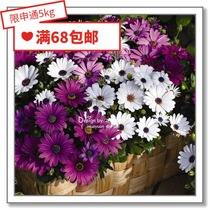 Flower edge Pickles imported flower seeds * Dutch SG * blue eyes * Astati Series 5 grains