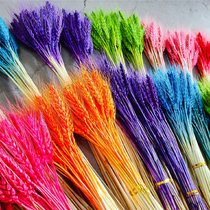 Natural ears of wheat Dried flower bouquet Colorful barley Opening ceremony shooting props Window supermarket ornaments Pastoral decoration