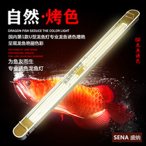 Fish tank dragon scales beautiful hair color lamp double U tube araolongfish grilled color light golden dragon fish special light stand add color