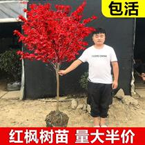 Red Maple Sapling Red Maple Maple China Red Maple Courtyard Villa Road Greenery Red Season Potted Plant