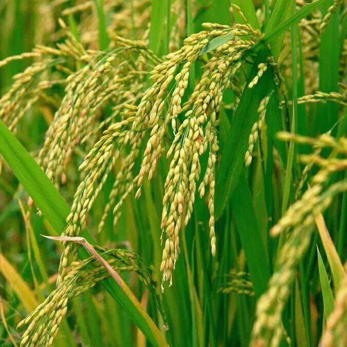 (Xiaoqian Shan Zhen) Original northeast rice