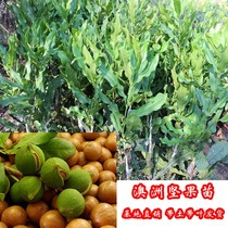 Nut saplings Macadamia nut seedlings Grafted Macadamia nut seedlings with leaves and mud cup seedlings Garden planting Rongxian County Guangxi