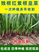 New Leek Root Now Digging Four Seasons Red Root Vegetable Seeds Seed Purple Root Red Root Potted Family Balcony 100