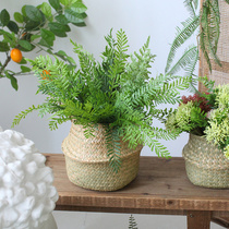 Sicilian emulation green light fern leaf grass to combine bundles of water grass fern plant background wall lawn flower arrangement with flower and grass