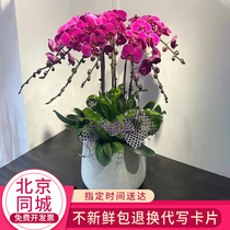 Mothers Day Fresh Dry Bouquet Butterfly Lan Potted Flowers with Flower Beijing Express Tongcheng Shanghais Guangzhou Hangzhou Birthday Joe