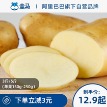 Box horse fresh farm potato 3kg 5kg single fruit 150g-250g yellow skin potato farm vegetable potato