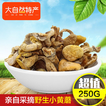 Northeast wild small yellow mushroom Changbai Mountain specialty small mushroom Northeast dried mushroom mushroom hazelnut mushroom pine mushroom new 250g