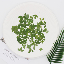 Close the door grass wild plant specimen embossed dried flower epoxy mobile phone shell time gem patch Nail art photo frame bookmark