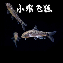 Tropical Small aquarium Fish Pixie fish Live black line Flying fox monkey Algae removal tool Scavenger Grass tank cleaning