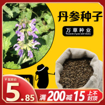 In 2020 the new Salvia miltiorrhiza seeds blood ginseng seedlings purple salvia seeds high germination rate in all seasons