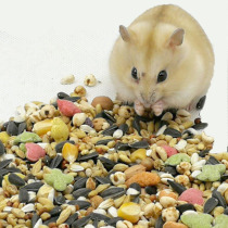 Hamster snack combined package hamster feed five cereals Grocery Barn Rat staple Hamster Food Hamster Food Hamster small snacks