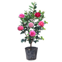 Four Seasons Camellia seedlings Camellia saplings with flower buds five-color red camellia seedlings Camellia seedlings Camellia potted flowers and green plants