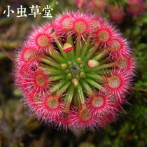 Moon Lake Thronella Mini Grass Winter Bud Small Cordyceps Cordyceps Cordyceps Plant Potted Cordyceps Rose Manny Beautiful