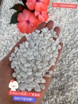 White stone fleshy potted paving Small white stone fish tank Landscaping Courtyard paving Decoration rain stone pebbles