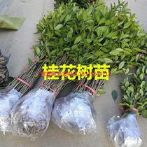 Osmanthus tree sapling potted indoor garden plant courtyard August doorway Living Room Gui Flowers golden Guihua Tree Greening 