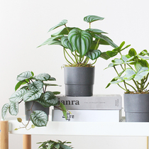 Western Siri Emulation Green Planting Potted Rainforest Green Planting Siguapi Bonsai Nordic Indoor Home Residence Decoration Decorative Pendulum