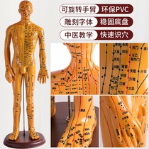 Acupuncture human body model TCM body acupoint meridian model map can be needled teaching twelve bronze man practice package an