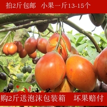 Big tree tomato Yang sour eggplant Yunnan specialty egg fruit agricultural products seasonal Dai fresh vegetables Tomato burmese eggplant