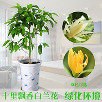 White orchid potted flower plants indoor magnolia saplings strong yellow hornberry good